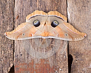 Polyphemus Moth