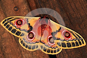 Polyphemus Moth