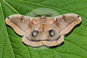 Polyphemus Moth - Antheraea polyphemus photo