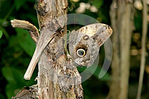 Polyphemus moth - Brown moth with spots on its wings