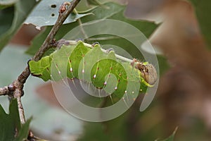 Polyphemus Moth Caterpillar