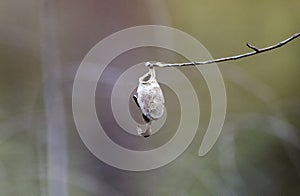 Polyphemus moth cocoon, Georgia, USA