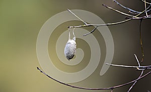Polyphemus moth cocoon, Georgia, USA