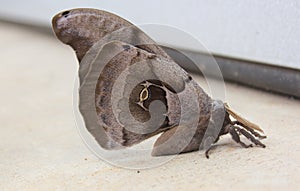 Polyphemus moth near warehouse in early spring. Rural East Texas