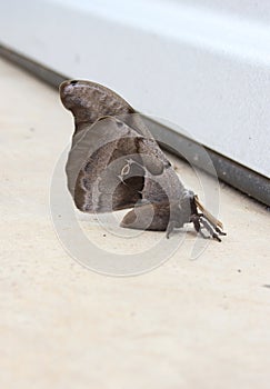 Polyphemus moth near warehouse in early spring. Rural East Texas photo