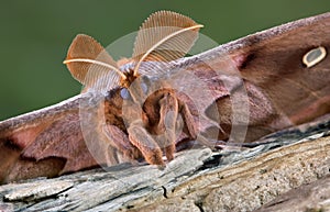 Polyphemus moth portrait photo