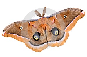 Polyphemus moth on white photo