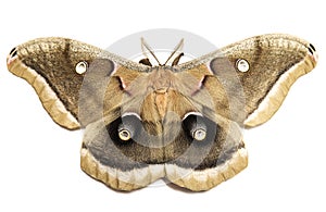 Polyphemus Moth photo