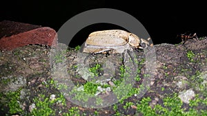 Polyphylla alba - largest of the European Melolonthinae. It is covered with fine white pubescence which forms marbled spots.