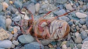 Polyphylla fullo beetle lays upside down on its back and can not stand up