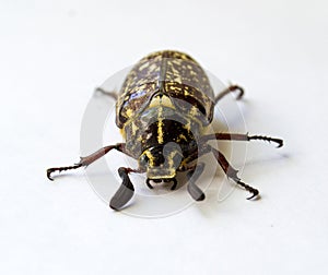 Polyphylla fullo. Beetle Polyphylla fullo on a white background