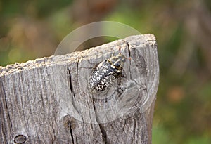 Polyphylla fullo, big beautiful rare beetle. Close up.