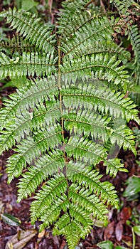Polypodiophyta are ferns that do not have seeds for reproduction