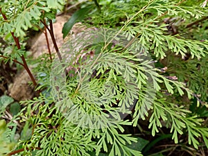 Polypodiophyta green fern wild plant