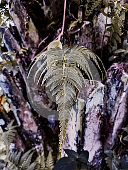 Polypodiophyta natural plant in the forest