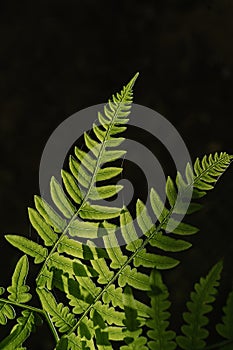 Polypodium glycyrrhiza. A beautiful sample of leaf.