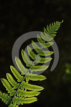 Polypodium glycyrrhiza. A beautiful sample of leaf.