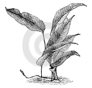 Polypodium Lingua Heteractis vintage illustration