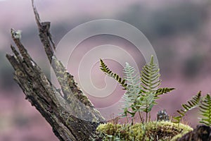 Polypody Polypodium vulgare and moss on branch