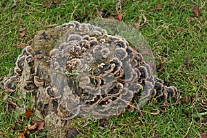 Polyporaceae - Clarendon Palace, Salisbury photo