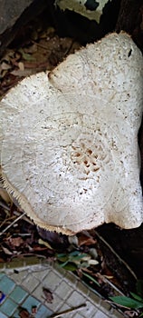 Polyporaceae a Fungi Growth photo