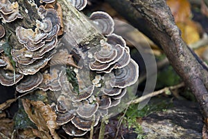 Polyporaceae lignicole