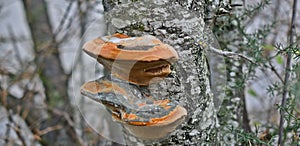 Polyporaceae sp., Red belt conk or red belted bracket fungus growing on a tree photo