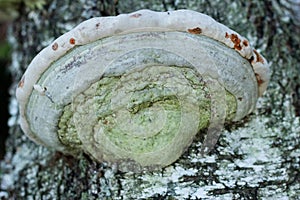 Polyporales fungus grows on the trunk of a birch tree