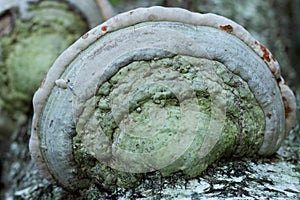 Polyporales fungus grows on the trunk of a birch tree