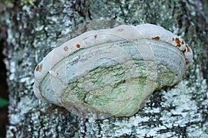 Polyporales fungus grows on the trunk of a birch tree photo