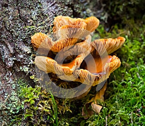 Polyporales mushroom in forest photo
