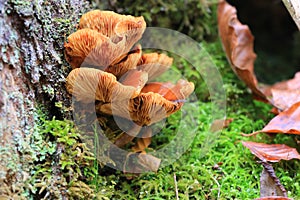 Polyporales mushroom on green moss photo