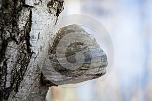 Polypore on birch tree trunk