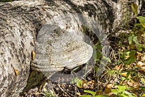 Polypore on birch trunk