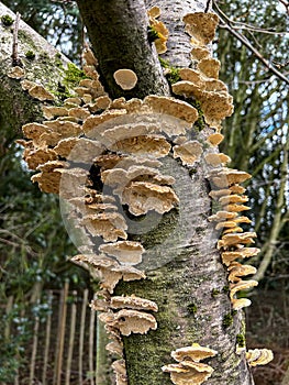 Polypore or Bracket Fungi