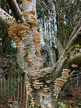 Polypore or Bracket Fungi