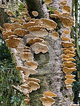 Polypore or Bracket Fungi