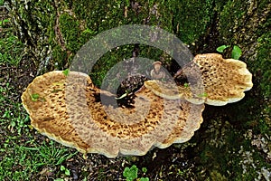 Polypore bracket fungus growing on tree