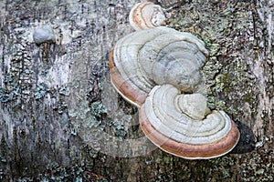 Polypore close-up on decaying birch tree trunk