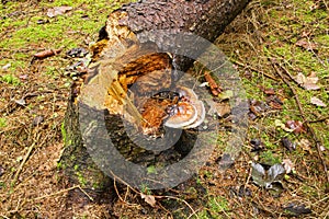 Polypore with colored strips