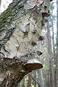 Polypore decaying birch tree trunk