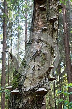 Polypore decaying birch tree trunk