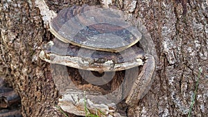 Polypore fungi