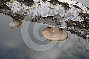Polypore fungi on a Birch