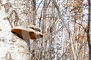 Polypore fungi of birch tree trunk