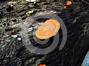 Polypore fungi mushrooms