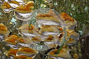 The polypore fungus Antrodia serialis