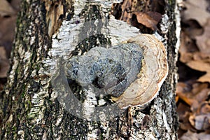 Polypore fungus on fallen tree trunk
