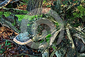 Polypore fungus - Fomitopsis pinicola