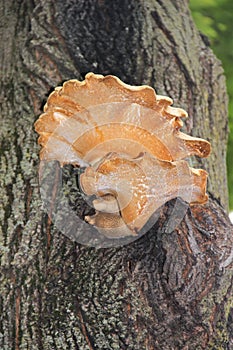 Polypore Fungus on a Tree